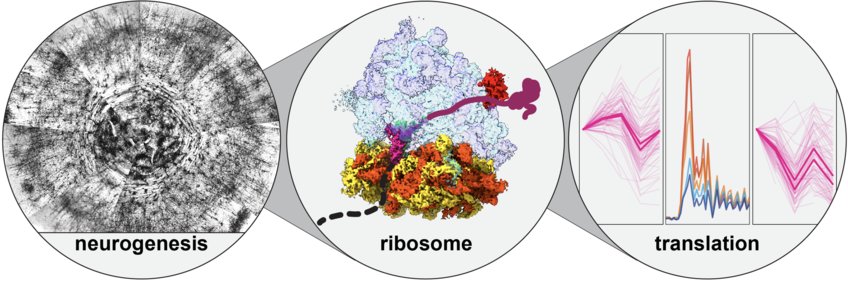 Hochauflösende Neurogenetik