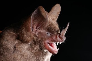 Genomes in evolution - How bats learned to fly