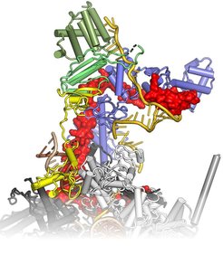 Transcription antitermination complex