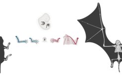 Schematic drawing: Bone structure of the forelimbs in mouse and bat.
