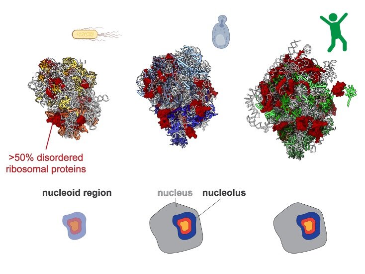 Condensation of ribosomal proteins in ribosome biogenesis&nbsp;