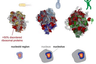 Condensation of ribosomal proteins in ribosome biogenesis&nbsp;