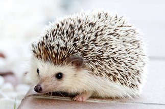 Genomes in Evolution &ndash; How the Hedgehog Got its Spines