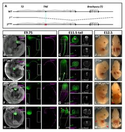 Panel figure with genomic map and numerous microscopic images of embryos and tissues