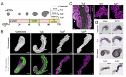Panel figure with a developmental chart (0-120 days) and microscopic images of trunk-like structures (TLS) with somites and neural tube