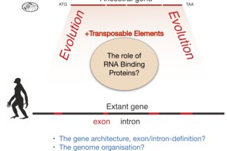 Co-evolution of transposable element activity and host genome