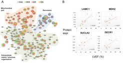 Figure 6: A) Integrated network module identified from 3D cardiac microtissues treated with four anti-cancer drugs. DAU: daunarubicin, DOX: doxorubicin, EPI: epirubicin, IDA: idarubicin. B) Protein expression of network-derived biomarkers in cardiac biopsies of patients (Y-axes) correlates with left-ventricular ejection fraction (LVEF; X-axes).