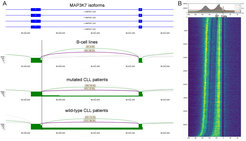 Figure 8: Splicing regulation in CLL patients. A) Hot-spot mutations in SF3B1 lead to 3’ alternative splicing in the MAP3K7 gene (vertical line). B) iCLIP shows double-peak RNA-binding of SF3B1 around -50 and -10nt upstream of the canonical 3’ splice site.