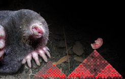 Mole and representations of TADs