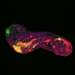 A hypoxic gastruloid showing a gut tube-like structure. Foxa2 (red), E-cadherin (green), and phalloidin (purple) stainings are shown.