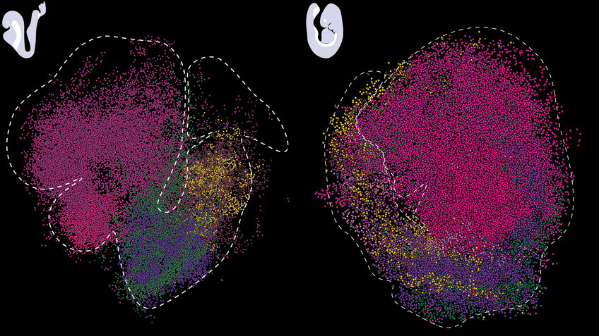 Spatiotemporal transcriptomic maps of whole mouse embryos at the