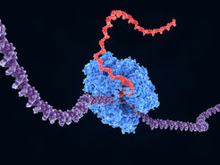 Simplified artist impression of transcription. RNA Pol II transcribes DNA strand, producing mRNA molecules in the process.