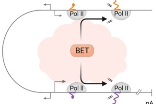 [NEW] - Molecular mechanisms of genome transcription regulation &amp; dysregulation