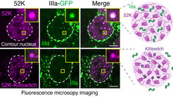 Der Killswitch verhindert das Eindringen des viralen Kapsidproteins IIIa in 52K-Kondensate. Es sind Bilder von menschlichen Zellen zu sehen, die 52K oder 52K-Killswitch zusammen mit IIIa exprimieren, das mit grün fluoreszierendem Protein (GFP) fusioniert ist. Die Einfügungen sind vergrößerte Bilder der Kondensate, die mit gelben Kästchen hervorgehoben sind. Die gestrichelte Linie markiert den Zellkern. Maßstab: 5 µm.