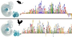 Heart-specific gene activity (blue staining) driven by evolutionary conserved DNA-sequences from mouse (top) and chicken (bottom) that share no sequence identity anymore