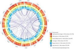 Summary of sweet potato genome. The outer circle quantifies the success of the phasing.
