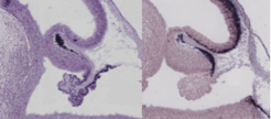 in situ hybridisation of the mouse ortholog of LMX1 and BARH1