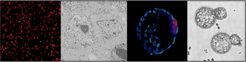 © Bulut-Karslioglu Lab