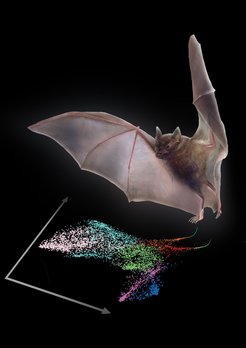 Gene expression of bat wings, cell by cell.